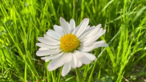 A close up view of a daisy in the grass Stock Footage 242488877