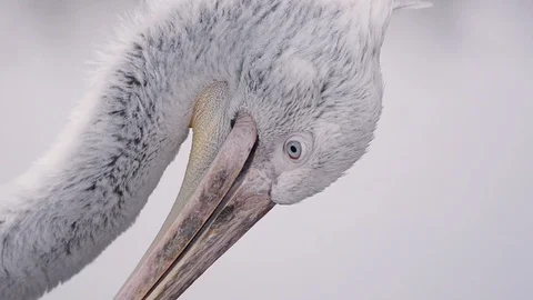 Close view of Dalmatian pelican 動画素材 90085361