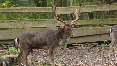 Close up view of a dam deer buck in the woods in fall. Stock Footage 290037974