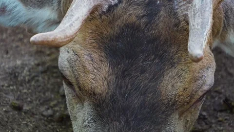 Close up view of a dam deer Stock Footage 260119198