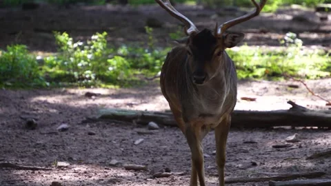 Close up view of a dam deer Stock Footage 260120611