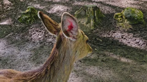 Close view of a dam deer Stock Footage 274214366