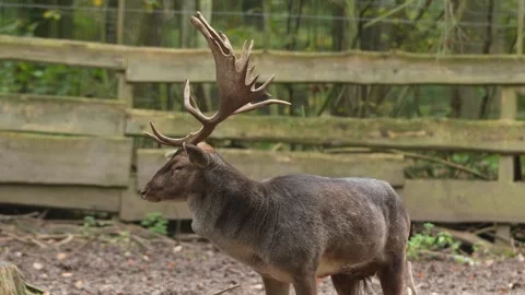 Close up view of a Dam deer in the forest Stock Footage 289307682