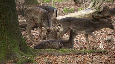 Close up view of a Dam deer in the forest Stock Footage 289309048