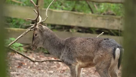 Close up view of a Dam deer in the forest Stock Footage 289310865