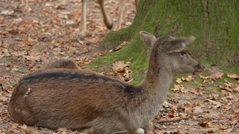 Close up view of a dam deer in the forest Stock Footage 290036888