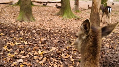 Close up view of a dam deer in the forest Stock Footage 299651982
