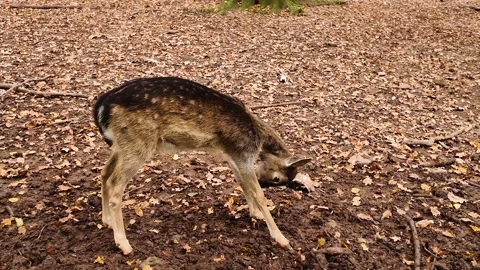 Close up view of a dam deer in the forest Vídeos de archivo 300023074