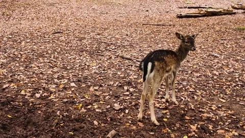 Close up view of a dam deer in the forest Stock Footage 300024492