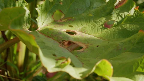 Close up view of damaged green leaf with insect holes in garden 스톡 동영상 342381317