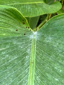 Close Up View of Damaged Green Leaf Surface Showing Small Pest Holes Stock Photos