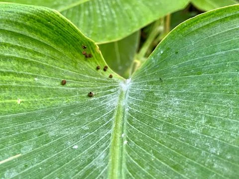 Close Up View of Damaged Green Leaf Surface Showing Small Pest Holes Stock Photos