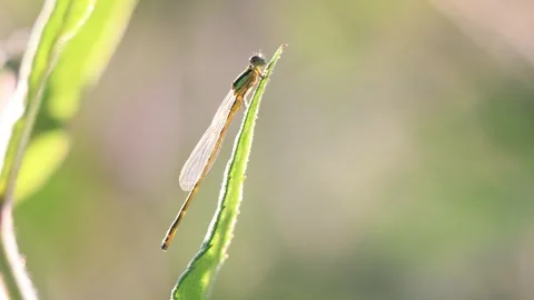 Close up view of Damselfly on a grass blade. Stock Footage 282912253