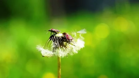 Close up View at Dandelion And Two Bugs Stock Footage 55017134