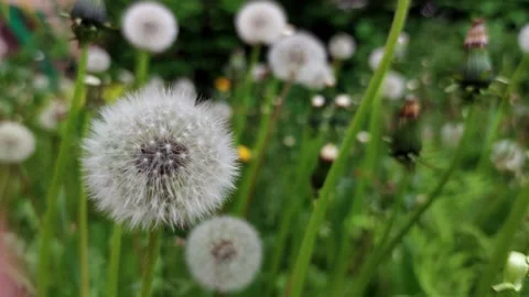 Close-up view of dandelion clock Stock Footage 257959083