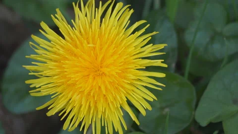 A close up view of a dandelion flower. Stock Footage 149709020