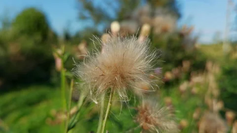 Close-up view on dandelion flower at summer day Stock Footage 137005754