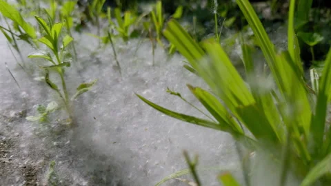 Close up view of Dandelion fluff lies on park path on summer time. Allergic 스톡 동영상 314035301