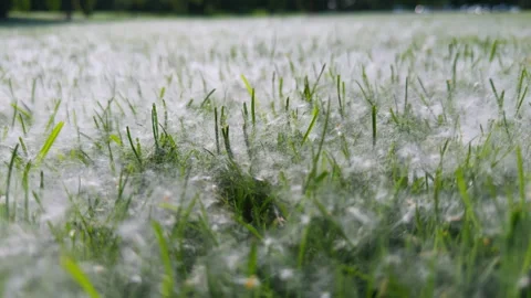 Close up view of Dandelion fluff lies on park path on summer time. Allergic Stock-Footage 314925641