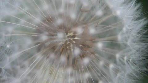 A close up view of a dandelion. Stock Footage 165227438