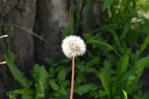 Close-up view of a dandelion puff surrounded by greenery in a natural setting Stock Photos