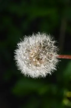 Close-up view of a dandelion seed head illuminated by sunlight in a natural Stock Photos