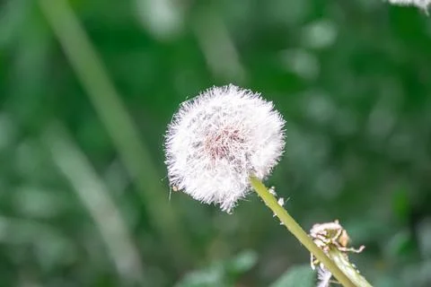 Close-up view of a dandelion seed head, arranged in spherical pattern atop a  Stock Photos