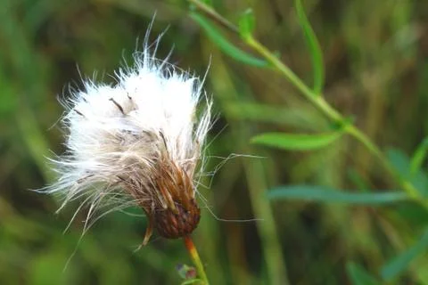 Close view of a dandelion with small drops of dew. soft selective focus. Stock Photos