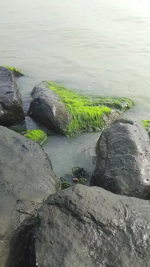 Close-up view of dark coastal rocks partially covered with vibrant green Stock Footage 324930077