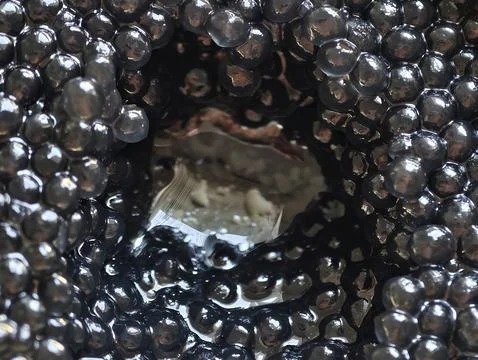 Close up view of dark glossy grape clusters inside glass container showcasi.. Stock Photos