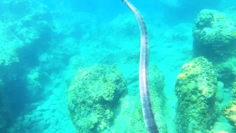 Close up view to a dark grey sea snake swimming at shallow ocean sea underwater  Stock Footage 279139916