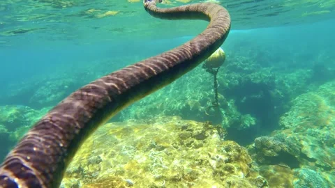 Close up view of a dark grey sea snake swimming at the surface shallow ocean sea Stock Footage 279144802