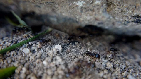 A close up view of dark red ants are seen carrying food in their mouths. Stock Footage 118284485