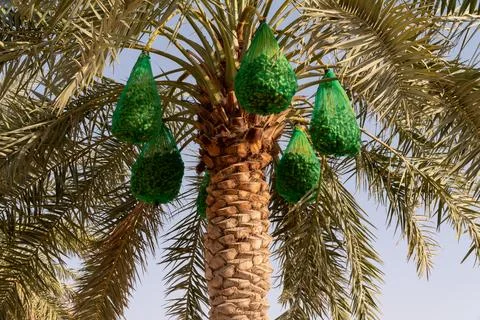 Close up view of dates covered in green mesh bags Stock Photos