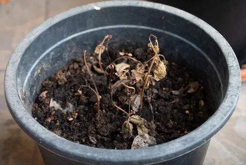Close-up view of a dead and withered plant in a black pot with soil Stock Photos