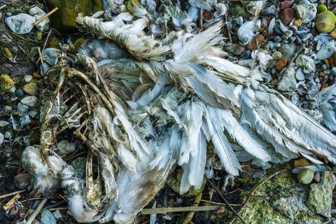 Close view of dead bird feathers on Baltic Sea rocky beach Stockfoto's