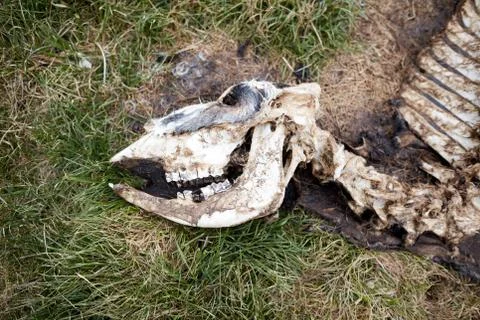 Close up view of dead cow skeleton Foto stock