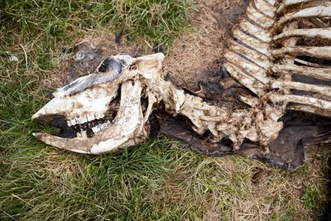 Close up view of dead cow skeleton Foto stock