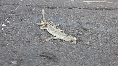 Close Up View of a Dead Lizard on the Dark Asphalt Road Surfac Stock Footage 325365813