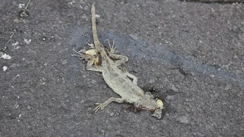 Close Up View of a Dead Lizard on the Dark Asphalt Road Surfac Stock Footage 325365826