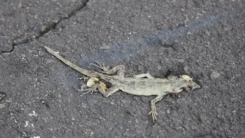 Close Up View of a Dead Lizard on the Dark Asphalt Road Surfac Stock Footage 325365831