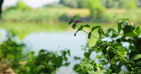 Close up view of dead-nettle gently fluttering in breeze on lake shore Stock Footage 262681837