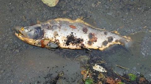 Close up view of a dead salmon inside a lake in Alaska Stockbeeldmateriaal 121598512
