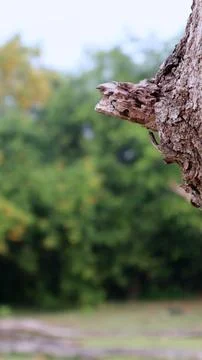 Close up view of dead tree trunk with blurred background. vintage background 写真素材