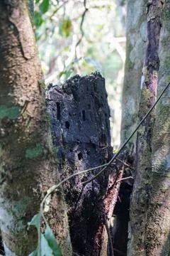 Close-up view of a decaying hollow old wood stump between tropical forest Photos