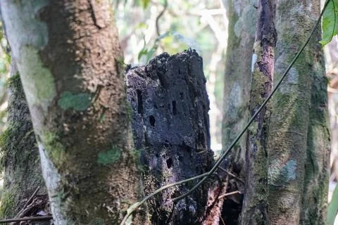 Close-up view of a decaying hollow old wood stump between tropical forest Photos
