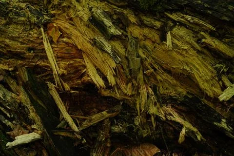 Close-up view of decaying wood texture Fotos de archivo