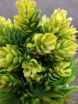 Close up view of Decorative plants Stock Photos