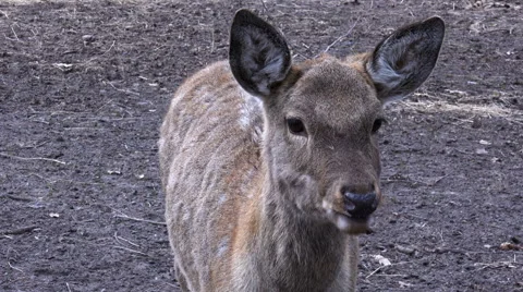 Close-up View of Deer in the Park Stock Footage 61779127