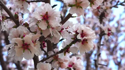 A close-up view of delicate almond tree blossoms in full bloom Stock Footage 306129540